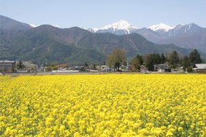 常念岳と菜の花畑